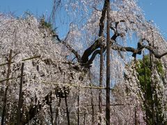 2012/04/07 近場でお花見～市川の真間山弘法寺と法華経寺へ