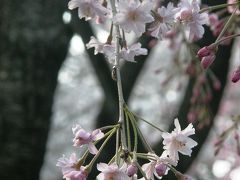 ボタニアルアート(植物画)展を観て桜の名所王子飛鳥山に・・。