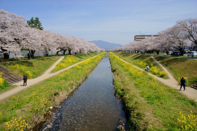 今まで各地で見てきた桜まつりの中で一番好きかも!<br /><br />なにより人ゴミが無くノンビリ見れたのが良かった<br />桜も広範囲に植わっていて、河川敷もヘタに整備されて無いのがイイ<br /><br />車で行ったが豊川インター降りて数分で着き、駐車場もすぐできました