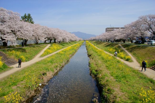 豊川市桜まつり