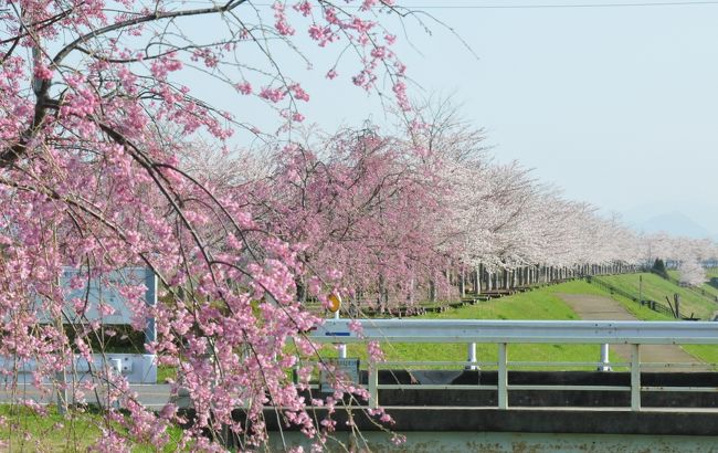 今日は桜を見に行こうと思い、早朝から加古川の堤防に沿って上流に向けて走る。<br />ユピカという温泉の手前の桜並木は八重桜がほとんどなので、見ごろはまだまだ先のようだ。<br />さらに上流に向かうと粟生という駅があって、その先の粟田大橋が、おの桜回廊の基点になっている。<br />小野市内からは青野ヶ原の方向に行くと粟田大橋に出る。<br />加古川の東側の堤防沿い4キロメートルにわたって桜並木が続いている。