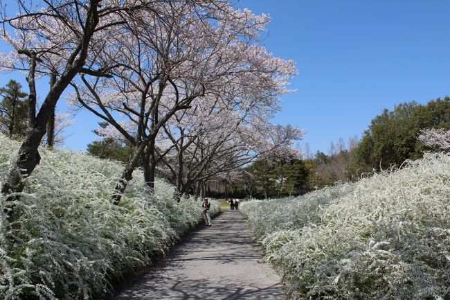 今日は朝から日本晴れの天気！気温も暖か・・・・・<br />緑化センターの雪柳が見ごろだとのことで出かける！<br /><br />雪柳が見事に咲いていた、良い匂いをかもし出していました。<br />今年は少し遅れて咲いた桜がうまくマッチしてとてもいい写真が撮れましたので紹介します。<br /><br />平日だというのにポカポカ陽気に誘われて人出も結構ありました。