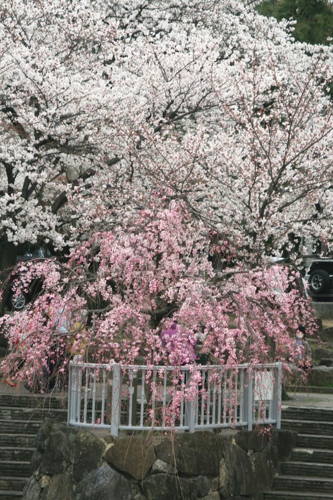 　ほとんど満開になった、山崎川のソメイヨシノの紹介です。紅枝垂れ桜も満開でした。