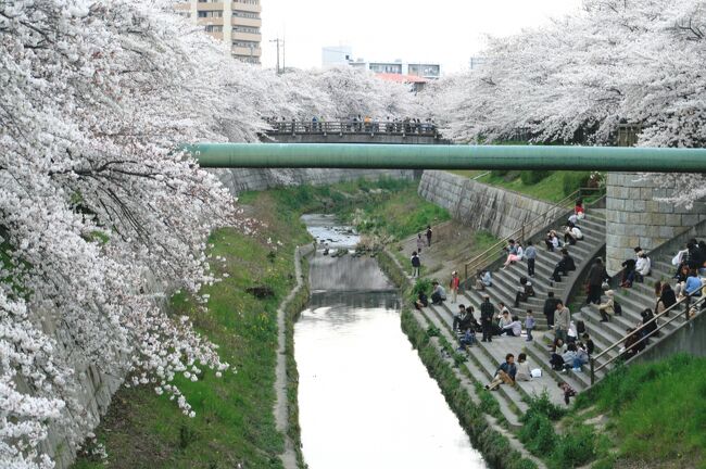 　ほぼ満開になった山崎川のソメイヨシノの紹介です。