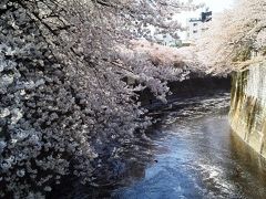 2012年お花見散歩