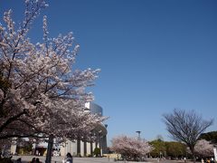 満開のさくら・・・・・・・・・・・・長居公園