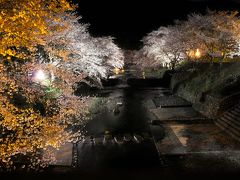 七谷川の夜桜を見に行きました