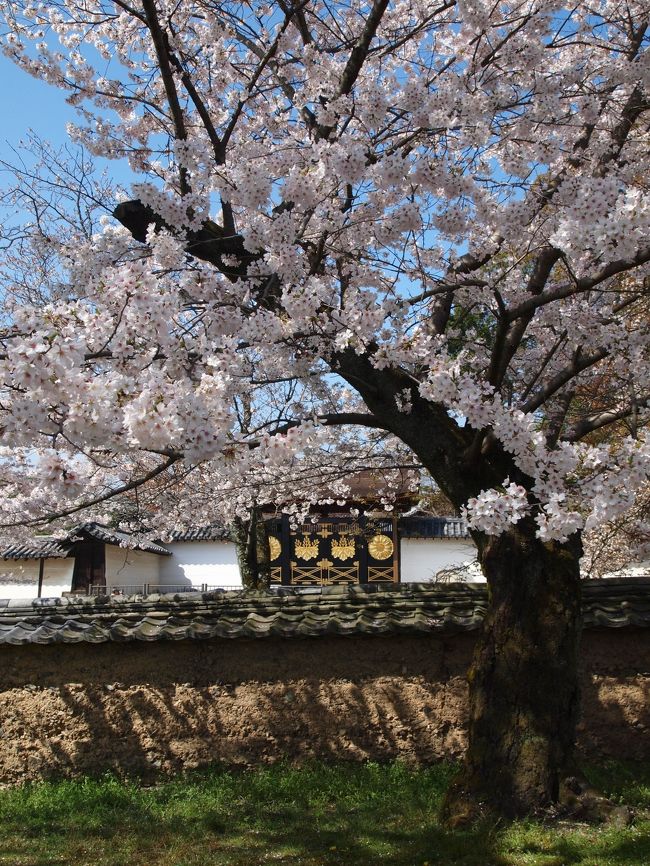 新聞の桜だよりでは、醍醐寺は７分咲き。<br /><br />昨日の強めの風雨とうってかわって穏やかな晴天となり、絶好のお花見日和。<br /><br />平日なので、そんなにそんなに混んでいないのではとたかをくくって出かけてみたのですが、そこはさすがの桜の醍醐寺、桜の花を見にたくさんの人でごったがえしています。<br /><br />【写真は、桜越しの三宝院の唐門（国宝）です。】