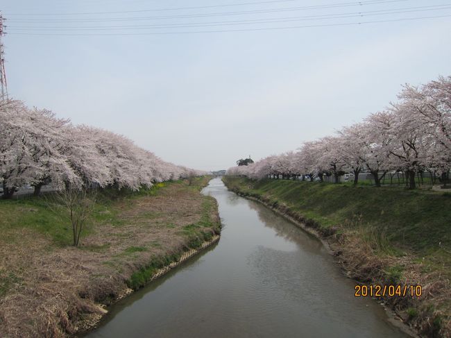 花のﾄﾝﾈﾙをくぐり