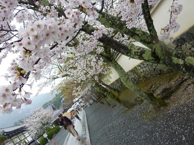 京都ご招待が、抽選で当たりました。<br /><br />が、それは販売目的の旅、過去その系の旅を３回経験してるので、恐ることはない＾＾<br /><br />優待価格で同行した夫と二人、そぼ降る雨をぼやきながら、満開の桜を愛でてきました。<br /><br />食事時間を入れて３時間半の自由時間に嵐山の天龍寺を初めて訪れました。<br /><br />天龍寺（てんりゅうじ）は、京都府京都市右京区嵯峨天龍寺芒ノ馬場町（すすきのばばちょう）にある、臨済宗天龍寺派大本山の寺院。山号は霊亀山（れいぎざん）。寺号は詳しくは天龍資聖禅寺（てんりゅうしせいぜんじ）と称する。本尊は釈迦如来、開基（創立者）は足利尊氏、開山（初代住職）は夢窓疎石である。足利将軍家と桓武天皇ゆかりの禅寺として壮大な規模と高い格式を誇り、京都五山の第一位とされてきた。「古都京都の文化財」として世界遺産に登録されている。<br /><br />庭園 - 曹源池（そうげんち）を中心とした池泉回遊式庭園で、夢窓疎石の作庭。<br /><br />wikipedeaより