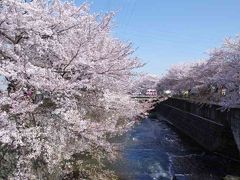 恩田川　名残りの桜　　　再訪記