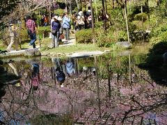 桜の宴　醍醐寺・平安神宮・東山