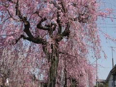 2012小手指のしだれ桜と春の花　Shidarezakura and spring flowers in my town Kotesashi