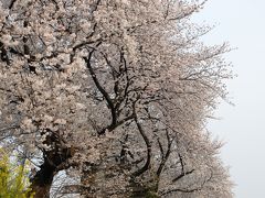 今年も見てきました！東一口（ひがしいもあらい）前川堤の桜並木～ショック！