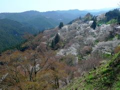 桜　京都・武蔵野・奈良（吉野山）・東京　４都物語　②