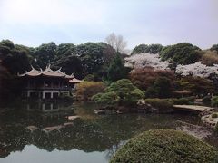 ＜東京・桜紀行＞　満開の新宿御苑・桜吹雪の公園をの～んびりお散歩