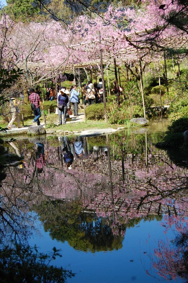 桜の宴　醍醐寺・平安神宮・東山