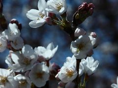 本格的な春が来た！───お花見は原点に戻って