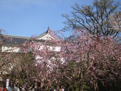 桜満開の静岡まつり