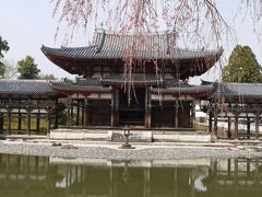 京都サクラ旅。　まずは世界遺産　平等院鳳凰堂♪