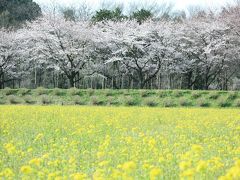 巾着田で桜と菜の花のお花見