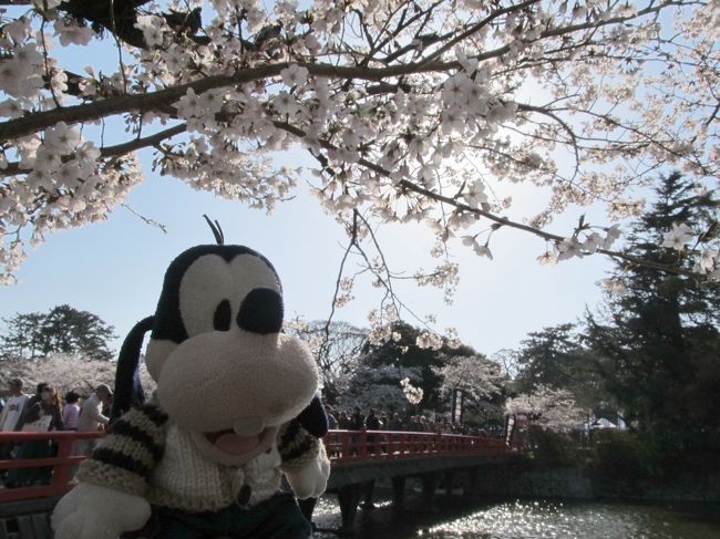 グーちゃんだよ。<br />今年のお花見は最高だったの。<br />なべなべの強烈な二日酔いはあったものの<br />最高の桜と最高の酒。<br />生きてる幸せを感じたの!!<br />桜さん!また来年会いましょう!なの!!
