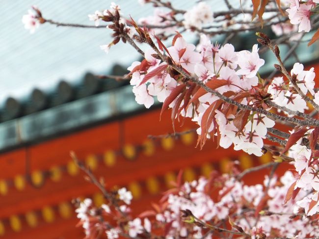 またまた桜を見に京都へ行ってきました。<br /><br />前回の日帰りから5日しか経っていないのに、もう桜が散り始めていて満開を見逃してしまいました(；；)中にはまだ満開で残っていてくれた桜もいたのでしっかり桜見物してきました。<br /><br />今回は<br /><br />・平安神宮<br />・銀閣寺<br />・哲学の道<br />・清水寺<br /><br />に行ってきました。結構ハードスケジュールでした(^^;)