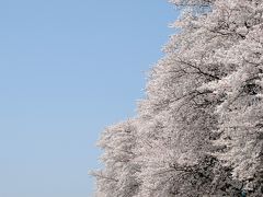 背割堤の千本桜～パノラマ画像♪