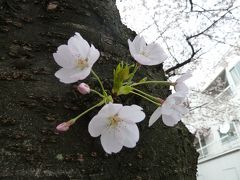 街あるき　桜爛漫　水道みち2012