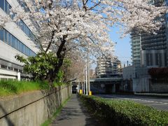 花見お散歩：川崎周辺を歩く