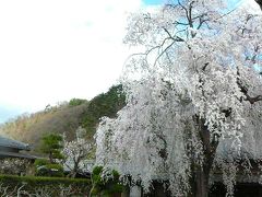 信州須坂の酒蔵祭りは桜満開