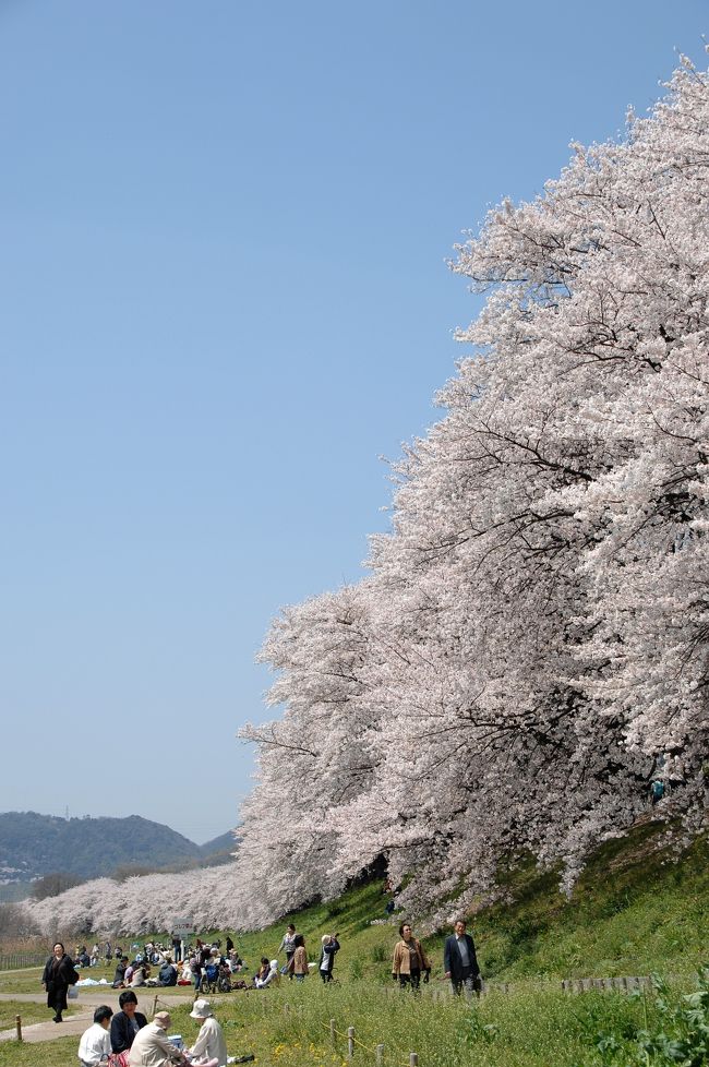 とうとう満開を迎えた背割堤の千本桜。<br />その訪問記録を書き進める前に、綺麗に仕上がった超横長パノラマ写真を載せておきます♪<br /><br />本チャンの旅行記は、4月12日分として後ほど仕上げておきます♪<br /><br /><br />尚、本旅行記頁のパノラマ以外の画像サイズは、本チャン旅行記登録前のハイライト画像と言う事で、「1204×800ピクセル・圧縮度７」と小さめで粗くなっています。