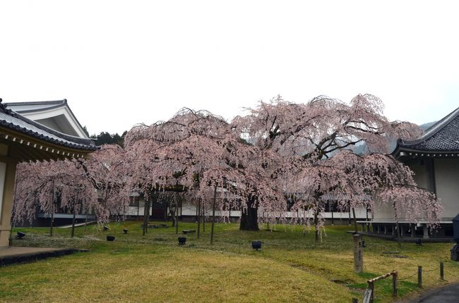 ３年続けて、同時期に京都の桜を観に行った。<br /><br />今年は例年以上にさくらの開花が遅れ、満開のソメイヨシノをたっぷりと楽しむことが出来た。<br />今年は、三日間精力的に歩き回った。<br /><br />一日目は、小雨の中、さくらも趣が有った。夜には、雨も上がり二条城のライトアップのさくらも堪能出来た。<br />二日目は、一日中晴天で花見日和。鴨川沿いのさくら並木は見事だった。嵐山の山桜がピンクに染めていた。<br />三日目は、初めてさくら満開の清水寺を見ることが出来た。<br /><br />本編は、一日目　(前半）醍醐寺、随心院、勧修寺<br />醍醐寺は、先週の醍醐の花見「豊太閤花見行列」はさくらが２分咲きくらいだったが、今日は満開のソメイヨシノだった。<br />霊宝館の大枝垂れ桜も、まだ元気な姿を残していて嬉しかった。<br />また、初めて醍醐寺の近くの随心院、勧修寺も訪れた。<br /><br /><br />一日目　(前半）醍醐寺、随心院、勧修寺<br />　　　　http://4travel.jp/traveler/stakeshima/album/10660774/<br />　　　　　(後半）二条城　ライトアップ<br />　　　　http://4travel.jp/traveler/stakeshima/album/10660944<br />二日目　(前半）宝ヶ池、京都府立植物園、半木の道、上賀茂神社<br />　　　　http://4travel.jp/traveler/stakeshima/album/10661333<br />　　　　　(後半）天龍寺、嵐山、神泉苑<br />　　　　http://4travel.jp/traveler/stakeshima/album/10661966<br />三日目　清水寺、円山公園、知恩院、真如堂、哲学の道<br />　　　　http://4travel.jp/traveler/stakeshima/album/10662296<br /><br />京都さくら紀行２０１１は以下です。<br />http://4travel.jp/traveler/stakeshima/album/10558909/<br /><br />京都さくら紀行２０１０は以下です。<br />http://4travel.jp/traveler/stakeshima/album/10450639/<br /><br />「京都　醍醐寺　大枝垂れ桜」旅行記はこちら（2007年）<br />http://4travel.jp/traveler/stakeshima/album/10307898/<br />http://4travel.jp/traveler/stakeshima/album/10350088/<br /><br />「京都春　お寺、桜巡り」旅行記はこちら(2006年）<br />http://4travel.jp/traveler/stakeshima/album/10311560/<br /><br />
