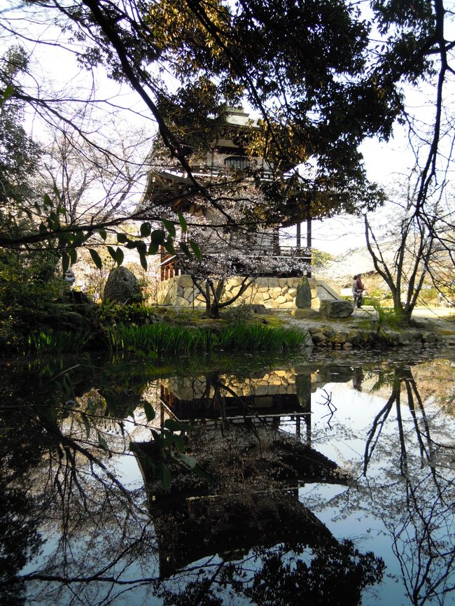 京都桜旅行<br />昨年の今頃も、青春18切符を用意して、大阪・京都に行くことにしていた。<br />同時に、7月にはカムチャッカに行こうと、現地ツアー会社と交渉してほぼ折り合いが付き、現地ツアー会社から入手した招待状をロシア大使館にメールし、ビザ発行に有効であること等を確認し、最後に、航空券だけを先行予約しようとした。が、カムチャッカ直行便をチャーターしているロシア・ビューロー社は、ツアーであれば先行予約出来るが、航空券の予約だけではもっと先になる、と返信してきた。要するに儲けの少ない仕事はしないと言うことだ。そこで、ネットを調べ、米国ウラジオストック航空支店で、同じチャーター便を、つまり、7月のカムチャッカ直行チケットを販売していることを知った。メールで問合せしたところ、「販売出来る」との回答を得た。よしこれで全てOKと、カムチャッカ現地ツアー会社に支払い条件を確認したら、全て前金との回答であった。が、参加者が8人程度で総額160万以上にもなっており、とても全額前金では、僕が参加者全員への責任を持てないとの判断で、ツアーを中止することにした。<br />仕方なく、米国ウラジオストック航空に、ツアーの事情説明しようとパソコンに向かっている最中に、あの地震が来たのだ。恐ろしい揺れで、その揺れのゆるんだ一瞬に、パソコンを持って庭に飛び出し、庭で英文を打ち、メールを発信した。メールには今、地震の最中であるとも付け加えた。庭の周囲の電柱や木々が恐ろしく揺れ動く中でいったいどうなるのかと地面に座りこんでいた。思えば、その日は、今年とは全く違って暖かく、庭に居ても地震の恐ろしささえ無ければ心地よい日であったのだ。<br />その後、米国からメールの返信が来た。米国人て友人にふさわしい連中だ。<br />XXXX-san<br />We are following news about the earthquake very closely and our heart goes out to you; we hope that you and your family are safe. We wish you and all the Japanese people well in dealing with this tragic incident.<br />Respectfully,<br />Mxxx<br /><br />この連絡に、翌日、僕はかく答えた。<br />Dear Mxxx-san<br />Thanks for your sincere words.<br />Fortunately my family are all safe. My last daughter came back in the early morning who stayed in Office in Tokyo because of traffic stoppage.<br />May be Takase-san also stayed in Tokyo last night as my daughter.<br /><br />Maximum vibration power of the earth-quake is near 2000gals and over the last biggest Kobe's earth-quake which maximum is about 1000gals.<br />I know that most structures are designed less 1000gals vibration but safety factor about 2 is additionally considered.<br />so even if those are not destroyed but most structures including atomic-power stations shall be damaged. <br />And Thunami attacked coast area, Therefore more than 1000 people are dead or missing and now more increasing. <br /><br />I am living in Chiba near Tokyo where basically bad ground condition. But fortunately my house is on old and hard ground.<br />So my house is all OK even if vibration of the house was the biggest ones I had ever experienced.<br />Now still it happened earth-quake each one hour or half an hour. But those are usual one.<br />So my life is now almost usual and watching miserable situation of North Japan in TV.<br />Japanese government and self-defense force are properly working and USA-force also joined in the work.<br />And most function of Japan is all OK.<br />Thanks for your kind words from one of Japanese.<br /><br />この時点では、まだ原発の危機については全く気付いていなかったようだ。この地震、特に原発の崩壊で、日本、それに、勿論、僕の人生はとても暗いものになったような気がする。<br />更に、この時点で既に米軍が動いていたのだ。この事実は忘れてはならないと思う。<br />ところで、その後の日本社会の乱れは凄いもので、交通機関もがたがたになってしまった。結果から言えば、カムチャッカ旅行は中止して正解だったと思える。なお、最近になってロシアのビザ取得条件が緩和されるとの情報が流れている。カムチャッカ旅行は、それが実現されてから再考するとしよう。<br /><br />先にも書いたが、その後、関東そのものが無茶苦茶になってしまった。その状態は、僕が好きだったSF小説の、近未来でのパニック、例えば、原子爆弾戦争や、小松左京の日本沈没、其のほかいろんな小説で書かれた世界が、そのまま関東でも有ったのだ。特に放射能の恐怖を、かように身近に感じる時代が、僕の人生、一度も戦争を経験することなく生きてきたその末期に、訪れるなんて思いもしなかった。それまでは、我々の世代は戦争を経験することなく過ごせる、日本人どころか世界でも稀な存在だとの誇りを持つだけではなく、日本の技術者としての誇りにも満ちていたのだが、東京電力、特に原子力関係の技術者や、日本の原子力関係者が、これらの誇りを粉々に砕いてしまった。どうやら、日本の電力、原子力分野には、最低レベルの人間達が集まっていて、彼らが日本を無茶苦茶にしてしまったようだ。<br />彼らの無能ぶりは無数にあるのだが、若し僕が現場責任者であったとすれば、少なくとも、廃炉にはなったかもしれないが、世界中に放射能をばらまくなんて結果にはならなかったであろうとさえ思える、さように馬鹿げた出来ごとであったのだ。一例をあげれば、現場に送られた発電機の電圧や、接続口仕様が合わなかったなんて、こいつら阿呆か!と怒りを感じる。それどころか、後からの情報だと、首相自身が、発電機の台数とか仕様を確認していたらしい。こんな仕事は首相が尋ねるまでもなく、それに関与する技術者であれば充分に確認しておくべきことなのだ。それほど、原子力関与の技術者達は、原子力なんて危険な物を扱うとの経験どころか、全く危機感がなかったのだ。原発技術者は科学者の阿呆さ加減は別にしても、最後の段階でも、恐らく、全電源遮断時の現場訓練さえ実施していれば、あの事態を防ぐ態勢作りは、僅かな費用で簡単にできたであろう。<br />そうして、僕が見る限り、菅首相はよくやったと言えるだろう。それに対して、マスコミや自民党、それに経済界、その彼等は、そもそも原発を推進した連中なのだが、その彼等は菅首相の足を引っ張るばかりであった。<br />連中、主に原発を推進した科学者達は、今でも安全だ安全だと言いまくり、その一方で、原発事故以前の安全基準を、無節操、自由勝手に危険な側に移して、それを説明の根拠にしている。連中がよく言うのは、「焼却ごみの8000Bq/kgは全く安全です。なぜなら人体には7000Bqは誰でも持ってるんですよ」ってパターンだが、成人男性は体重60kgはあるだろう、とすれば人体の放射能強度は、7000/60=117bq/kgになり、焼却ごみの放射能強度はその68倍もの大きさなのだ。この言い草ひとつとっても、原子力科学者の頭脳は狂っていると考えて良いだろう。彼等は食品に対する放射能レベルが国際標準に戻されたことについても非常に不満だと表明している。前の非常時基準でも健康には全く問題は無い、とこれは僕が直接聞いた発言だ。<br />かくして、連中は、日本人を放射能の影響について、国際標準よりもっと危険なレベルで生活すればどうなるかの、恰好のモルモットに提供したいとと考えているようだ。原発以前には、彼等は日本の原発の安全性を世界に表明していたのに、今はえらく違うことを言っているのだが、本人達にはそこにある、大きな矛盾が全く感じられないらしい。<br /><br />そのような状況下で、日本中の交通機関が混乱して、青春18どころではなくなった。仕方なく、津田沼に切符のキャンセルに向かったが、給油を求める車の列で国道16号線はすさまじい渋滞で、駅の切符売り場も、何とか目的地に向かおうとする人、切符をキャンセルする人々であふれかえっていた。青春18は何とかキャンセルできたが、どうしても大阪に用事があり、青春18はキャンセルして、JR昼間高速バスを予約して大阪に行ったのだ。<br /><br />さて今年は、青春18を使いたかったのだが、女房も別件で用事があり、女であれば、楽な方が良かろうと高速バスを選んだ。ただ今年は寒さが厳しく、桜の京都を楽しめるかどうかが問題なのだ。<br /><br />ところで、僕の住む場所での放射線量だが、千葉県では、測定点が市原にある。新聞で発表される測定点は、不思議なことに、各地で高さがばらばらで、何ヶ月かしてから漸く地上1mでの測定データも発表されるようになった。特に千葉市原での1m高さでの測定値は、なかなか発表されず、恐らく、人々を驚かせたくなくて、地上部での放射能レベルを下げるために何らかの処理をしたのだろう。それにしても、NHKは相変わらず高さも判らない測定データを毎日毎日放送し続けている。はっきり言って馬鹿ですな。<br />僕の住む市は、ホットスポットの柏に近いのだが、市は全く無関心を決め込んでいる。仕方が無いので、自分は自分で守ることにして放射能のことを勉強し始めた。<br />その勉強結果を記すと、次のようになる。<br /><br />放射能物質が均一に降下したとし、さらに、放射能物質をセシウム137とした場合、その濃度と放射能レベルは下記の資料から算出される。<br />http://www.gakushuin.ac.jp/~881791/housha/docs/BqToSv.pdf#search='面線源 シーベルト算出式'<br />計算手順を理解できれば、より確実な理解となるが、それが出来なくても結果の式で簡単に放射能物質密度と放射能レベルの関係を計算できる。なお、結果式の誘導には微分方程式も使われているが、指数関数の積分を含む、極めて一般的で簡単な解法で容易に解ける代物でもある。<br />とにかく、この、P14の17式で、地上面での放射能物質密度がp = 1 kBq/m2 なら、高さ1 mでの吸収線量率ϵabs は約0.002 μSv/h ということになる。同じ関係を逆に使えば、線量計の読みから地面の汚染を計算できる。グラフからμh(μ=0.01、h(m))から、係数を決めることも出来る。ただこの式は、半減期30年のセシウム137の場合で、今回の事故では、半減期2年のセシウム134が、降下時点で降下量の1/2を占めている。そこでセシウム134の影響がどうなるかも調べた。<br />下記の論文によると、セシウム134は、エネルギー的にセシウム137に対して、2.倍の放射線を総計2.7倍程度のエネルギー量になる。<br />http://www.gakushuin.ac.jp/~881791/housha/details/Cs137vs134.html<br />放射能測定機には、2種類あって、安価な放射線測定器は、ガンマ線の数を測定して、これに、セシウム137の放射エネルギー量を掛けて数値を放射線レベルとして表示するのだが、これが一般的で、更に高価な測定機は、放射線一本毎のエネルギーを測るタイプだ。そのため我々の買える通常の測定器で測定し、セシウム134が半分を占める場合は、その表示に対して、(1+2.7/2+2.7/2)/3=1.23倍すれば良いことになる。ただ2年すれば、セシウム134は半減するので、測定値と実情値は一致することになる。<br /><br />これらの知識を元に、家の周辺の放射能を測ったが、結果はこうなった。但し、セシウム137のみとして測定している。<br />•自宅周辺の放射能レベルの報告 単位は全てμSv。<br />①自宅屋内は、0.1程度<br />②屋外周囲は0.15~0.2程度<br />③集水舛周辺 0.2~0.3程度<br />④集水舛地面 0.5~0.55程度<br />⑤家の前の溝周辺地面 0.25~0.3<br />⑥貸農園周辺(地上100mm) 0.1~0.2<br /><br />貸農園では想定外に少ないようだ。若干ほっとした、と、言っても、放射能降下量は数万Bq/m2以上はあることになる。米国では地上放射能密度が数千Bq/m2でもわ~わ~と言ってるようだ。これに較べて、恐ろしいことだが、日本人全体が、かような事態に、精神的に慣れてしまったようだ。モルモットとしては最適の国民ってことだろう。<br />貸農園では、周囲に建物や舗装が無いことで、放射能がまんべんなく降下したまま、放射能物質が集中することがなかったせいで予想外に少なかったと思える。逆の理由で家の周辺の方が放射能レベルが高いのだろう。<br />僕の測定した貸農園は、僕自身が、かなりの期間を借りていて、収穫物の残さに加えて、家の生ゴミ、庭の雑草や剪定物を埋め込み、長年に亘って土地を、無農薬ながらも改良を重ねてきたが、これらの努力も、原発からの降下物で一瞬にして無駄になってしまった。東京電力や原発科学者、技術者は、僕のこの悲しさに比べて遥かに巨大な悲しみを日本中に与えたのだが、彼らの言動を見る限り、彼らにはこの責任感は殆ど感じられず、あたかも、人々の悲しみとか苦労は、人々が勝手にそうしているとさえ発言している。<br />ほんとに疲れる事態だ。<br /><br />集水枡は、水洗いしたが、0.05程度の効果しかなかった。つまり、0.5μSvなんて悲しい事態になっているのだ。だが、不幸中の幸いと言うか、集水枡の放射能は点音源なので、ちょっと離れれば放射能レベルは一気に下がってくれるのだ。<br />これらの結果からすると、我が家は、集水枡内の砂か泥をなんとかすれば、人間が生存できる環境になることが判った。が、問題は、その砂や泥をどう始末するかである。庭を深く掘ってそこに埋めるって方法もあるが、30年後でさえ、そのことを知る人間は存在しなくなって、誰かが掘り返すことになり、思わぬ事態が生じる可能性がある。よっく考えてみることで現状放置とした。できれば、東京電力に引き取ってもらいたいが、その方法には極めて妥当性がありそうに思える。<br /><br />今回の出来ごとでいよいよその感覚を強く感じるのだが、日本は、もう組織的にはどう仕様も無い状態になっているようだ。戦争での崩壊そのものが、日本の組織そのものの腐敗で生じたのだが、その腐敗の責任を問うことなく復興したがために、組織が腐敗する原因はそのまま、新しい腐敗を生じたのだろう。そうして、今回の出来事も、誰の責任であるかの追及も無く、組織の何が問題かを掘り下げもせず、単に、忍耐強い一般人の力で復興が行われ、どうせまた、腐敗した組織がその上に出来るだけのことであろう。だから日本の今後には何も期待することなく、自分の喜びだけを追求することにしよう。<br /><br />だが、何故か地震以来、鬱々とする時間が多くなった。困ったことだ。自分の喜びを追求するとの趣旨に沿って、何とか今回の京都旅行を楽しめるように工夫しなければならない。<br /><br />桜鑑賞地点は下記の場所を目標として、知積院では長谷川等伯の作品を見ることもできる。<br />① 知積院 ② 知恩院藤桜 ③ 京都府立植物園<br />実は、桜見物だけではなくて、大阪にある別宅の内装、特に、壁紙に塗料を塗ることも今回の重要な目的としている。最近は壁紙を張り替えることなく、塗装で済ませることが出来るようなった。おかげで、塗装工事にはかなり達者になったのだが、その奥義については記述を省略する。<br /><br />東海道昼特急の旅は、もう何度もの事だが、相変わらず楽しいものだ。実は、朝の九時代は、以前は東海道経由であったが、今は、恐らく新宿からの乗客も集客したいので、中央道経由になってしまった。東海道経由は、織田徳川の歴史街道だが、中央道経由は、武田の歴史街道となる。更に、東海道は海の道であり、中央道は山の道って楽しさがある。共に素晴らしい旅だが、今では東海道経由の旅は、その運行時間からして難しくなってしまい、かなり寂しい状況だ。<br />参考のために昼特急の時間帯は下記となる。また、運賃は週日が1000円程度安いのだ。<br />http://www.kakuyasubus.jp/kanto_kansai/tokaido/index.html#timetable<br />ただ、今回は、桜の季節が遅れ、関西の桜を楽しんでから、帰路や千葉に帰ってからも桜を楽しむことができた。<br /><br />今回、7日~8日が御所公開の日であり7日の9時には御所に着いた。京阪出町柳から歩いて10分も掛からないのだが、知らぬものだから、京阪丹波橋で近鉄に乗換、近鉄竹田から地下鉄乗りこみの国際会議場行きで、今出川で降りた。そこから見学口の乾門までは直ぐで、御所を見学後、御所の北側のしだれ桜群を見てから、出町柳までが近いことを知った。ところで、御所の見学を終えて出口から出ると、既に見学者の列は凄いことになっていた。結局、京都の桜の季節は、朝一番に行かないととてつもない群衆になることを知った。特に、翌日平等院を見てから醍醐寺に行ったが、出遅れた醍醐寺は、とても桜を楽しめる状態ではなかった。<br />話が飛んだが、御所の後は、出町柳に出て、京阪で丸太町まで行き、そこから琵琶湖疎水にそって、平安神宮⇒インクライン⇒南禅寺と素晴らしいルートを散策した。南禅寺の後方の水道橋とか三門を楽しみ、そこから知恩院、八坂神社を観光し、次いで、河原町で夕食の買い物をして宿泊地に戻った。この河原町で、数日後にあのような悲惨な出来事があるとは思いもしなかった。<br />翌日は、先ずは京阪で平等院に行き、次いで、平等院から国鉄で六地蔵に行き、ここから京都地下鉄東西線で醍醐に向かった。先にも書いたが、醍醐寺は余りの人出で全く楽しめなかった。桜の季節の京都は、朝一番に人出が多そうな所に行き、その後は、広々とした所に行くのが正解なようだ。醍醐寺の後は、地下鉄の一駅向こうの小野に向かい、そこで観修寺を訪れたが、ここは静かで美しい寺であった。<br />表紙の写真は観修寺の庭の静やかな様子を示している。池にはあおさぎと白サギが居着いていて、池端には双眼鏡が置いてあり、これで鳥を観察できるのだが、鳥の美しさにも感動してしまった。<br /><br />京都の桜を多いに楽しみ、更には、別宅のペンキ塗りを多いに楽しみ成果は満足すべきものであった。<br /><br />が、千葉に帰り、4月13日には祇園事件で多くの人が無くなり、14日には大学での友人が心臓まひで他界するとの連絡があった。<br />人は簡単に死ぬ、と、なんとも悲しい思いと共に、人生を大切にせねば、つくづくと感じさせられる春となった。<br /><br />その一方で、民主党の枝野経済産業相は、早々と福井県大飯町原発の再稼働を決めてしまった。政治家って不思議な連中だ。昨年にあれほど大変な経験をした本人が、再稼働の安全性について、自分達だけで、しかも、恐らく技術的な問題点を理解できないにも拘わらず、安全だと公言してしまうのだ。恐らく、あの信じられない原子力村の科学者や技術者の言い分を鵜呑みにしたのだろう。なぜ、鵜呑みにできるのかと、日本の指導者達の馬鹿さ加減に、もううんざりとする春でもあったのだ。<br />さてさて、僕は僕の人生を楽しもう。それ以上に、この日本には何も期待できないのだから。