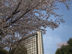 小田原ヒルトンで桜花見…続編桜のトンネル・桜の絨毯…綺麗でした。