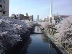 ＜東京・桜紀行＞満開の目黒川　桜吹雪の川沿いをひたすら歩く・歩く