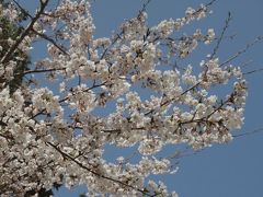 お花見2012　吉野千本桜（１）　奈良～奥千本・上千本～