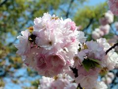 ･*。2012大阪・桜の開花状況。*･【造幣局 桜の通り抜け】の見頃はいつ？★ご近所桜日記で満開予想