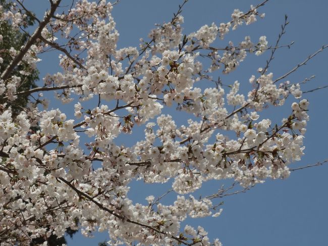 吉野の千本桜を見に行ってきました。<br /><br />近鉄吉野駅から、桜シーズンのみ運行しているバスで終点の吉野中千本公園へ、ケーブルバスに乗り換えて奥千本まで行き、そこから徒歩で吉野駅まで戻りました。<br /><br />神社をがっつり見学したり、桜の写真を一心不乱に撮ったり、のんびり休憩したりで約5時間半の滞在です(&gt;_&lt;)<br /><br />今年は例年に比べて1週間ほど遅れているそうで、当日の開花状況（http://www.sakura.yoshino.jp/）は下千本5分咲き、中千本3分咲き、上千本開花、奥千本4/19頃でした。<br /><br /><br />＜奥千本＞<br /><br />＜上千本＞<br /><br />★吉野水分神社（よしのみくまりじんじゃ）<br /><br />★花矢倉展望台<br /><br />※＜中千本＞＜下千本＞は（２）へ