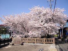 桜吹雪を求めて（宿河原）