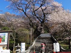 慈光寺「赤門のコヒガン桜」を観に行く