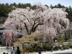 パジェロミニで走破する!?彩甲斐街道、桜の旅　その３　―身延山久遠寺の桜を見に行くの巻―