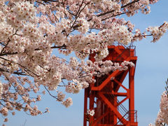 ２０１２　赤羽　荒川　桜　満開ー２