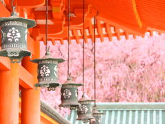 京都 - お花見ツアー