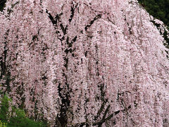 川井峠のしだれ桜