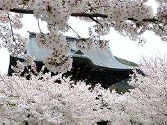 鎌倉の桜花&グルメの一日