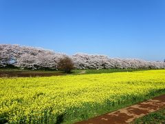 2012 ウォーキングでさくら巡り・・・①自宅から権現堂公園さくら堤へ