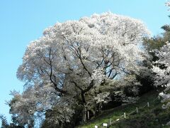 樹齢５００年　奥迫川の大山桜