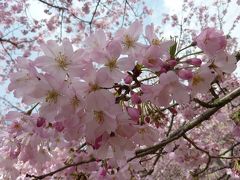 爛漫の桜を愛でながら　豊田市美術館の桜