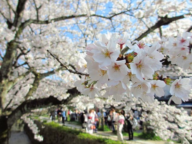 学生時代を過ごし、社会人になっても最寄りの都会であった京都。本拠地が滋賀県の東の方に移って、如何に今まで京都に頼ってきたか実感しました。桜の時期と紅葉の時期は恐ろしい人混みのため、あまり足が向きませんでしたが、離れて知る素晴らしさを感じに桜咲く京都を歩きました。